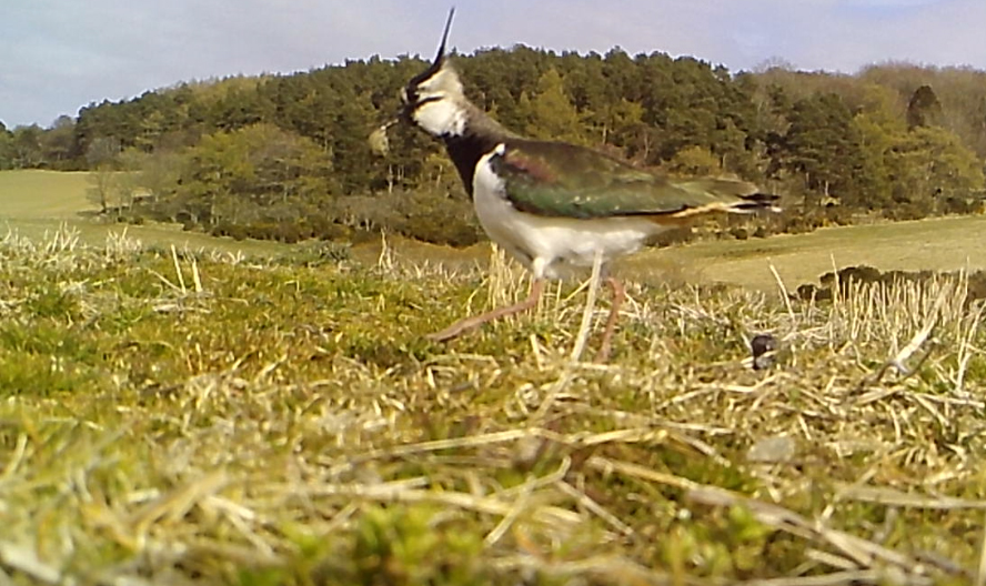 Removing egg shell after hatching